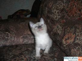 Продаю Тайских(старо-сиамских)котят,1.5мес. 8