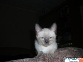 Продаю Тайских(старо-сиамских)котят,1.5мес. 10