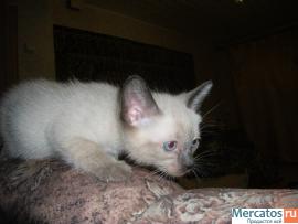 Продаю Тайских(старо-сиамских)котят,1.5мес. 9