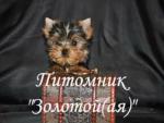 Йоркширский терьер Мини и Стандарт. Щенки Йоркширского терьера