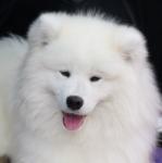 Щенки Самоедской лайки (Самоед)