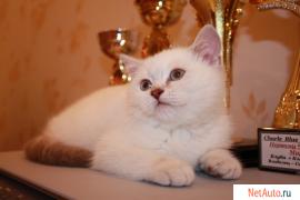 Шотландская кошечка