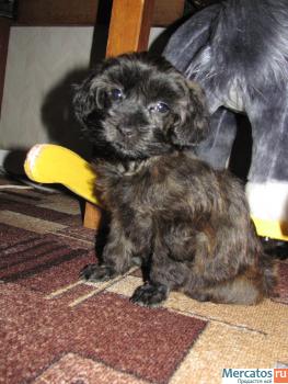 Очаровательные щенки Петербургской орхидеи