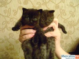 Британские котята