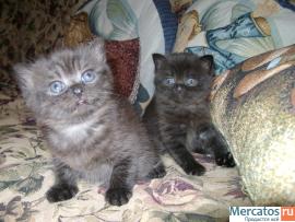 Британские котята 2