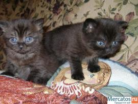 Британские котята 3