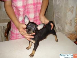 Той-терьер очаровательные девочки 2