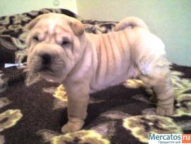 Щенок шарпея .