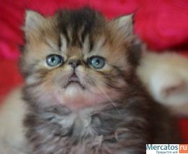 Персидские и экзотические котята! 3