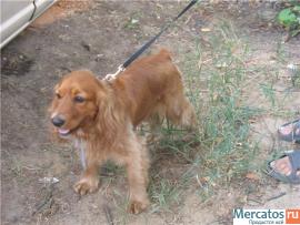 Найден английский кокер спаниель, мальчик