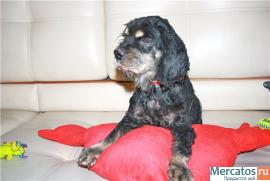 Американский кокер спаниель в добрые руки