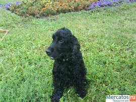 Английский кокер спаниель, мальчик в дар