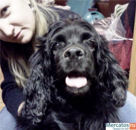 Адель – американский кокер спаниель в дар