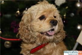 Глаша-американский кокер спаниель в добрые руки