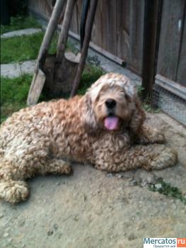 Американский кокер спаниель в дар