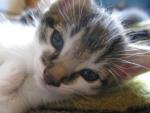 Подарю котенка Отдам бесплатно котят 2 месяцев в дар