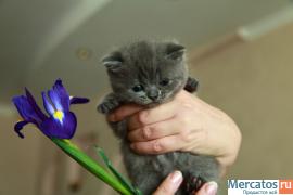 Очаровательные клубные шотландские котята от ГрандИнтерЧемпиона 4
