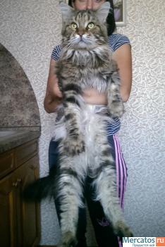 Котёнок Мейн-кун недорого 3
