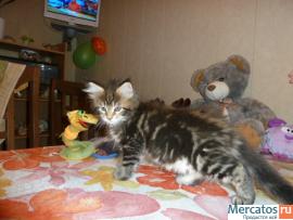 Котёнок Мейн-кун недорого 5