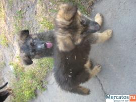 Элитные щенки немецкой овчарки