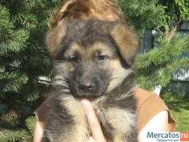 Элитные щенки немецкой овчарки 2