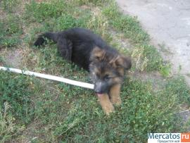 Элитные щенки немецкой овчарки 3