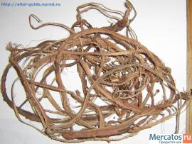 Продам "красный корень" - копеечник забытый