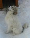 Щенки Большой Пиренейской горной собаки (запись на октябрь 2010