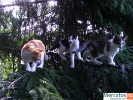 СУПЕРСКИЕ КОРОТКОШЕРСТНЫЕ КОТЯТА РЫЖЕГО, ЧЕРНОГО И ДИКОГО С БЕЛЫ 2