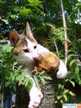 СУПЕРСКИЕ КОРОТКОШЕРСТНЫЕ КОТЯТА РЫЖЕГО, ЧЕРНОГО И ДИКОГО С БЕЛЫ 3