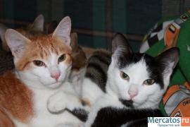 СУПЕРСКИЕ КОРОТКОШЕРСТНЫЕ КОТЯТА РЫЖЕГО, ЧЕРНОГО И ДИКОГО С БЕЛЫ 4