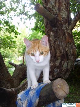 СУПЕРСКИЕ КОРОТКОШЕРСТНЫЕ КОТЯТА РЫЖЕГО, ЧЕРНОГО И ДИКОГО С БЕЛЫ 5