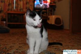 СУПЕРСКИЕ КОРОТКОШЕРСТНЫЕ КОТЯТА РЫЖЕГО, ЧЕРНОГО И ДИКОГО С БЕЛЫ 6