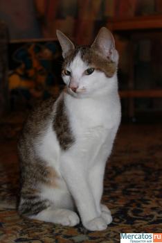 СУПЕРСКИЕ КОРОТКОШЕРСТНЫЕ КОТЯТА РЫЖЕГО, ЧЕРНОГО И ДИКОГО С БЕЛЫ