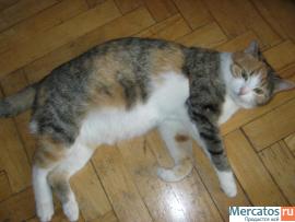 СУПЕРСКИЕ КОРОТКОШЕРСТНЫЕ КОТЯТА РЫЖЕГО, ЧЕРНОГО И ДИКОГО С БЕЛЫ 7