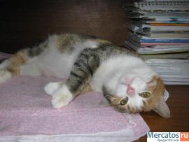 СУПЕРСКИЕ КОРОТКОШЕРСТНЫЕ КОТЯТА РЫЖЕГО, ЧЕРНОГО И ДИКОГО С БЕЛЫ 8