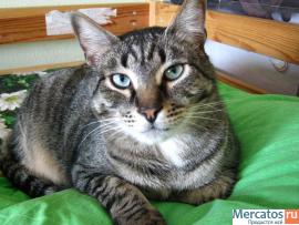 СУПЕРСКИЕ КОРОТКОШЕРСТНЫЕ КОТЯТА РЫЖЕГО, ЧЕРНОГО И ДИКОГО С БЕЛЫ 9