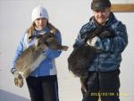 Кролики Фландры