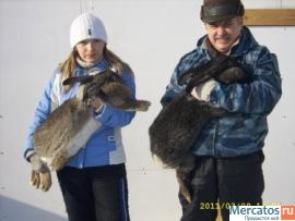 Кролики Фландры