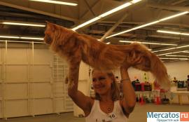 вязка кошек