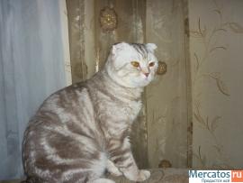 Вязка с шотландским вислоухим котом