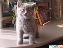 Продаётся британский короткошёрстный котёнок от Чемпиона Мира 5