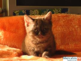 Продаётся короткошёрстный британский котёнок