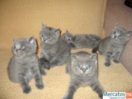 Элитные БРИТАНСКИЕ котята Шоу класса!!!