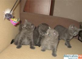 Элитные БРИТАНСКИЕ котята Шоу класса!!! 2