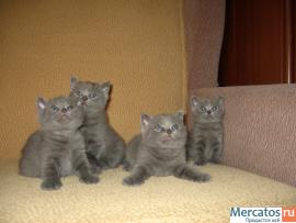 Элитные БРИТАНСКИЕ котята Шоу класса!!! 3