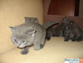 Элитные БРИТАНСКИЕ котята Шоу класса!!! 4
