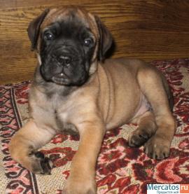щенок БУЛЬМАСТИФА