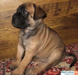 щенок БУЛЬМАСТИФА 2