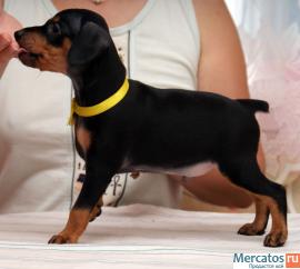 Продам щенков ЦВЕРГПИНЧЕРа